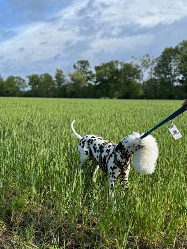 Szarpak z owcy z frędzelkami KREATOR