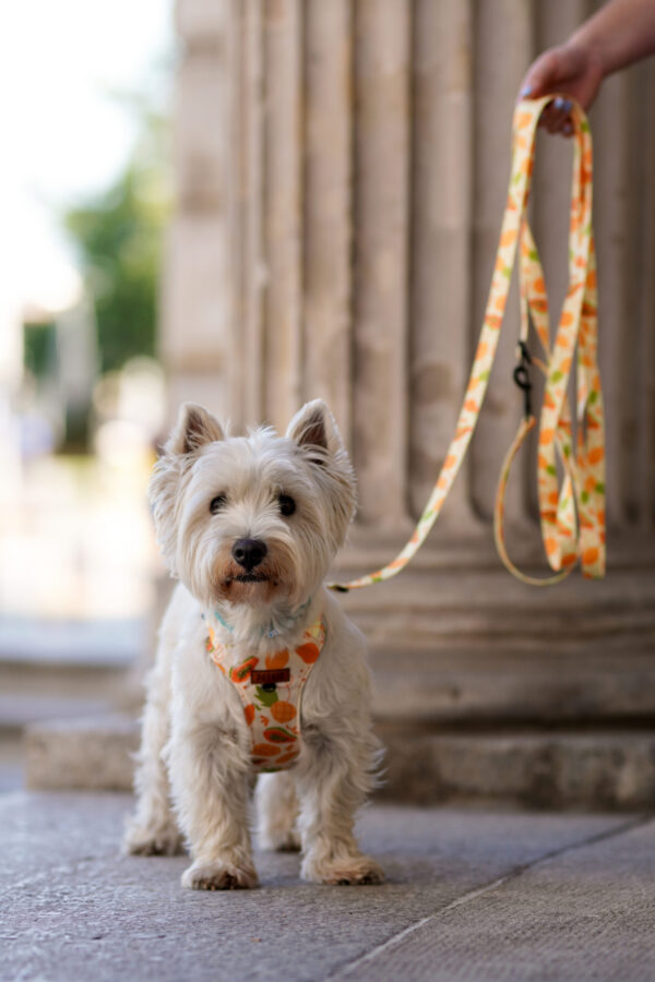 IMG_1011 Szelki Guard OWOCOWY TROPIK