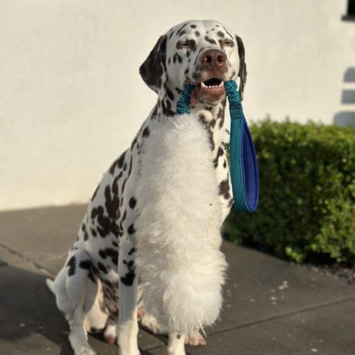 Szarpak z owcy dla psa KREATOR