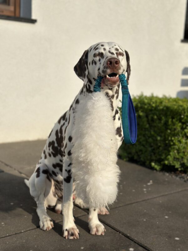 Szarpak z owcy dla psa KREATOR