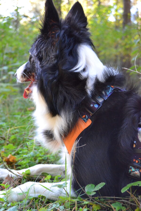 Szelki Bezuciskowe ASTRONAUTA