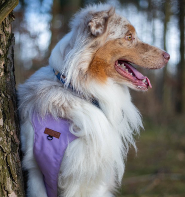 Szelki Bezuciskowe STOKROTKI