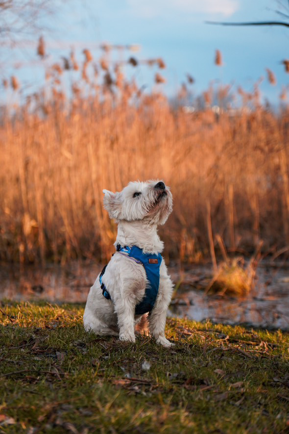Szelki Bezuciskowe dla psa