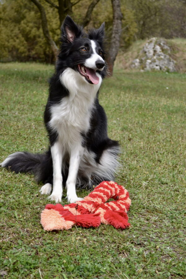 Szarpak Shaggy dla psa KREATOR