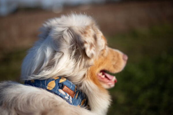 Obroża półzaciskowa 4cm